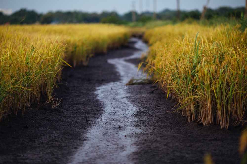empty road in between rice field